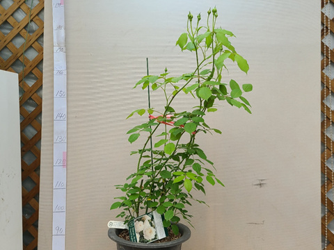 영국장미.클레어 오스틴.바닐라향과몰약향기.고급스런백색.(꽃형 예쁜형).울타리.넝쿨장미.월동가능.상태굿..늦가을까지 피고 합니다.인기상품.... 