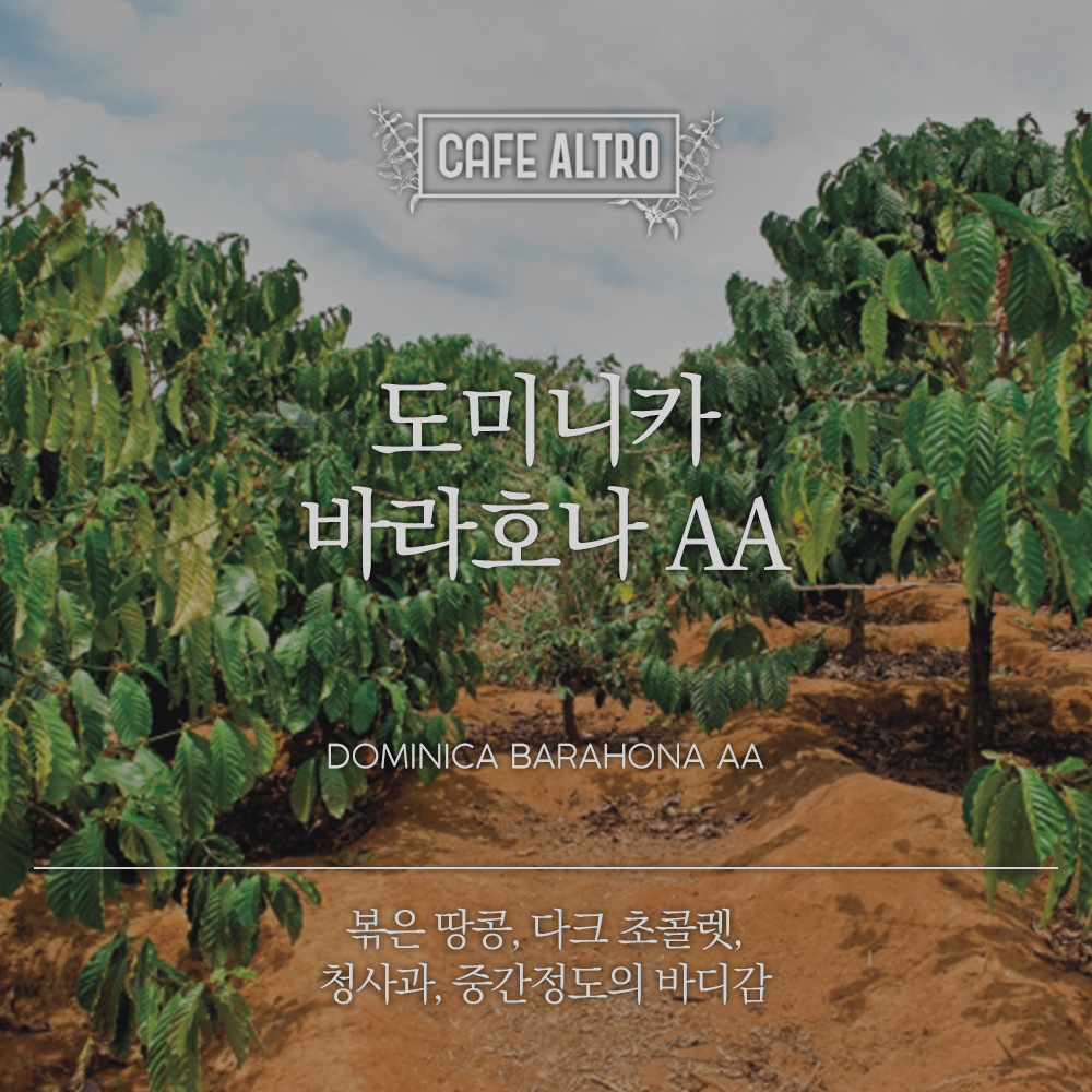 도미니카 바라호나 AA 당일로스팅 카페알트로 원두커피 홀빈(미분쇄), 1kg, 1개 : 카페알트로