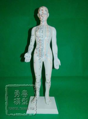 경혈모형 한방침술모형 선명각자 58cm 여성 침구 모형 인체혈위경락마사지 인체기경팔맥 마네 : 마이모닝