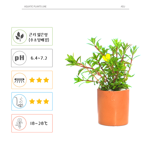 [ADJ] 루드위지아 아쿠아타  토분 수초포트 : 아쿠아리움디자인준 ADJ