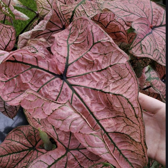 칼라디움 스프링 플링 (CALADIUM spring fling) 구근 : 러브틸리즈