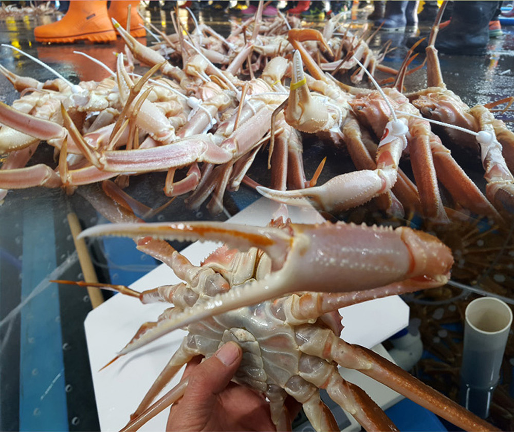 4마리1박스 영덕대게 영덕 강구항 제철 포항 구룡포 죽도시장 일등수산 울릉몰 일등농수산 : 일등수산 울릉몰 일등농수산