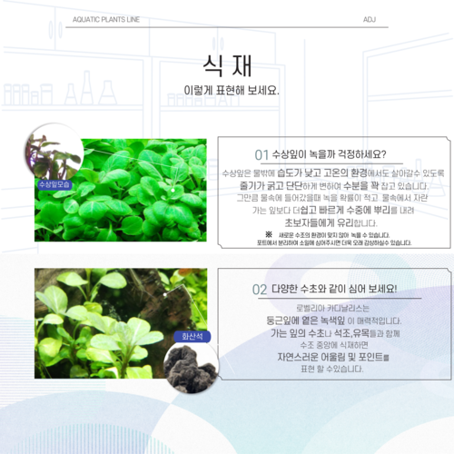 [ADJ] 로벨리아 카디날리스 로도박터 첨가한 키우기 쉬운 리빙수초포트 : 아쿠아리움디자인준 ADJ
