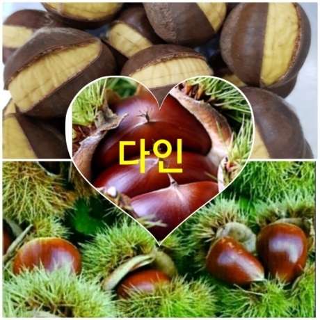 2024년산 햇 생율!  맛있는 생율1kg,  약단밤 1kg : 다인 생율 약단밤