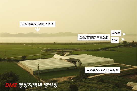 경기도 김포 명품 애기봉 민물장어 1kg 국내산 집에서 장어 구이 대물 무태장어 : 김포 애기봉 민물장어