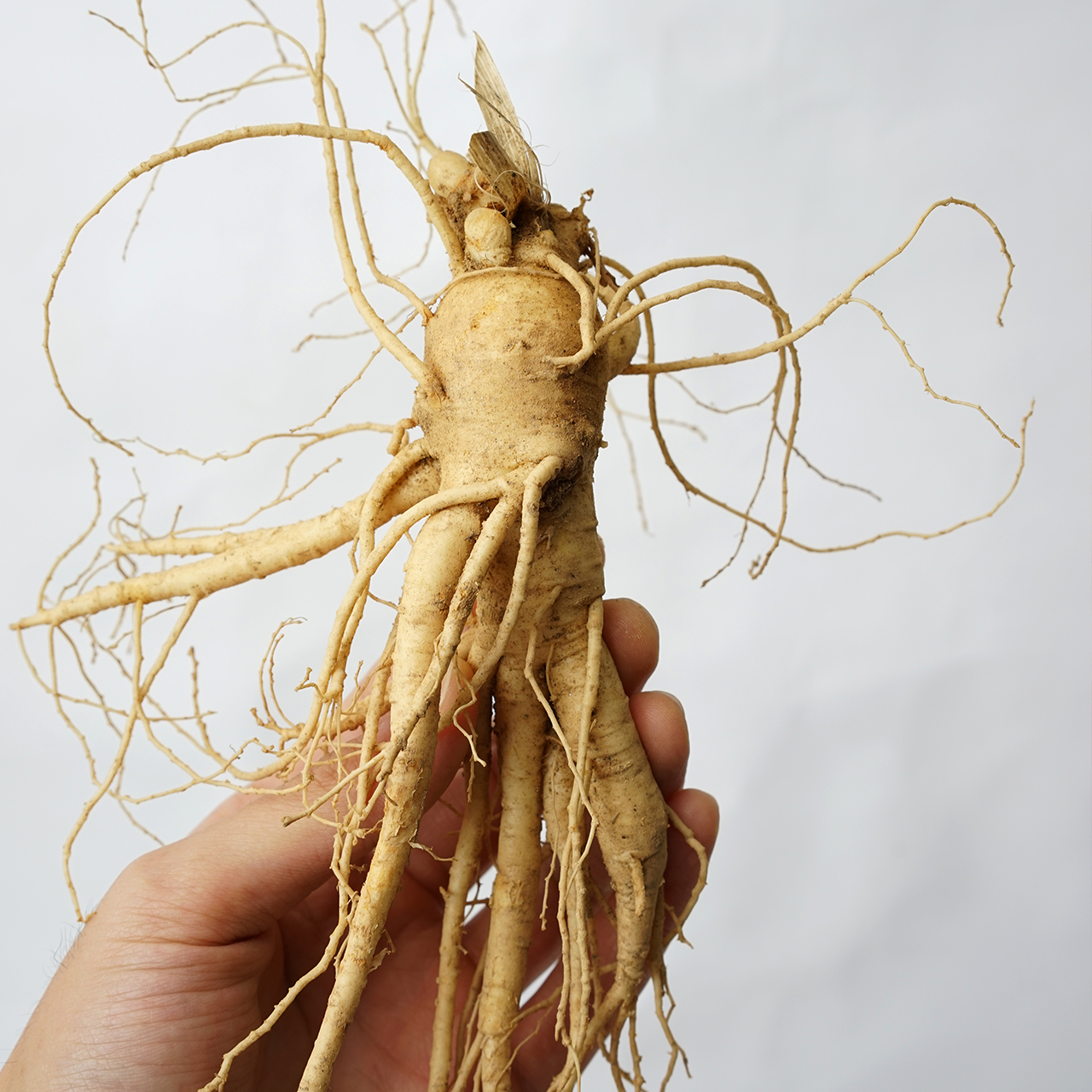 금산인삼 세척 난발삼 375g 10뿌리 내외 : M 라이브마켓
