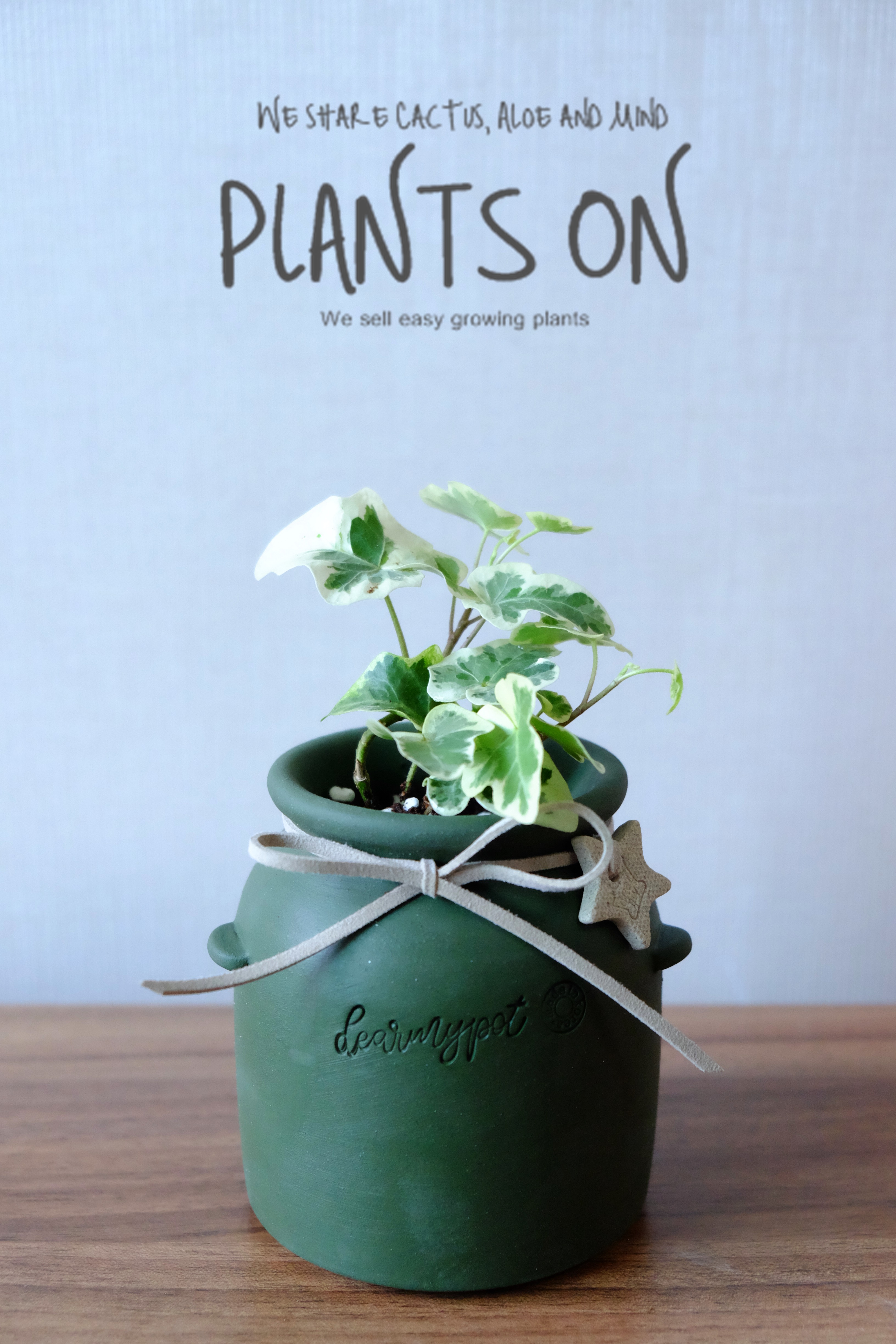 반딧불 아이비 디어마이토분 그린 푸딩팟 포함 18cm / dearmypot Ivy : 플랜츠온