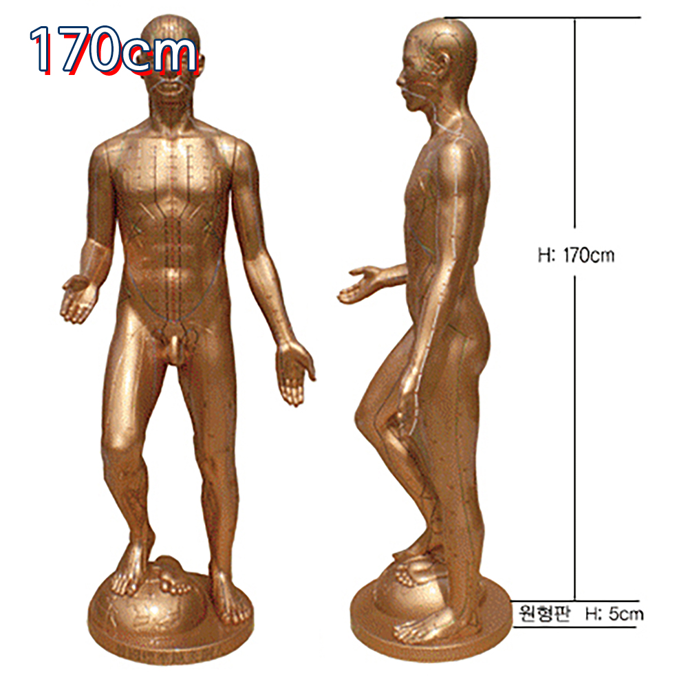 해성 주문제작 침구동인 동인형 170cm 전신 표준침구모형 : 의료기상사