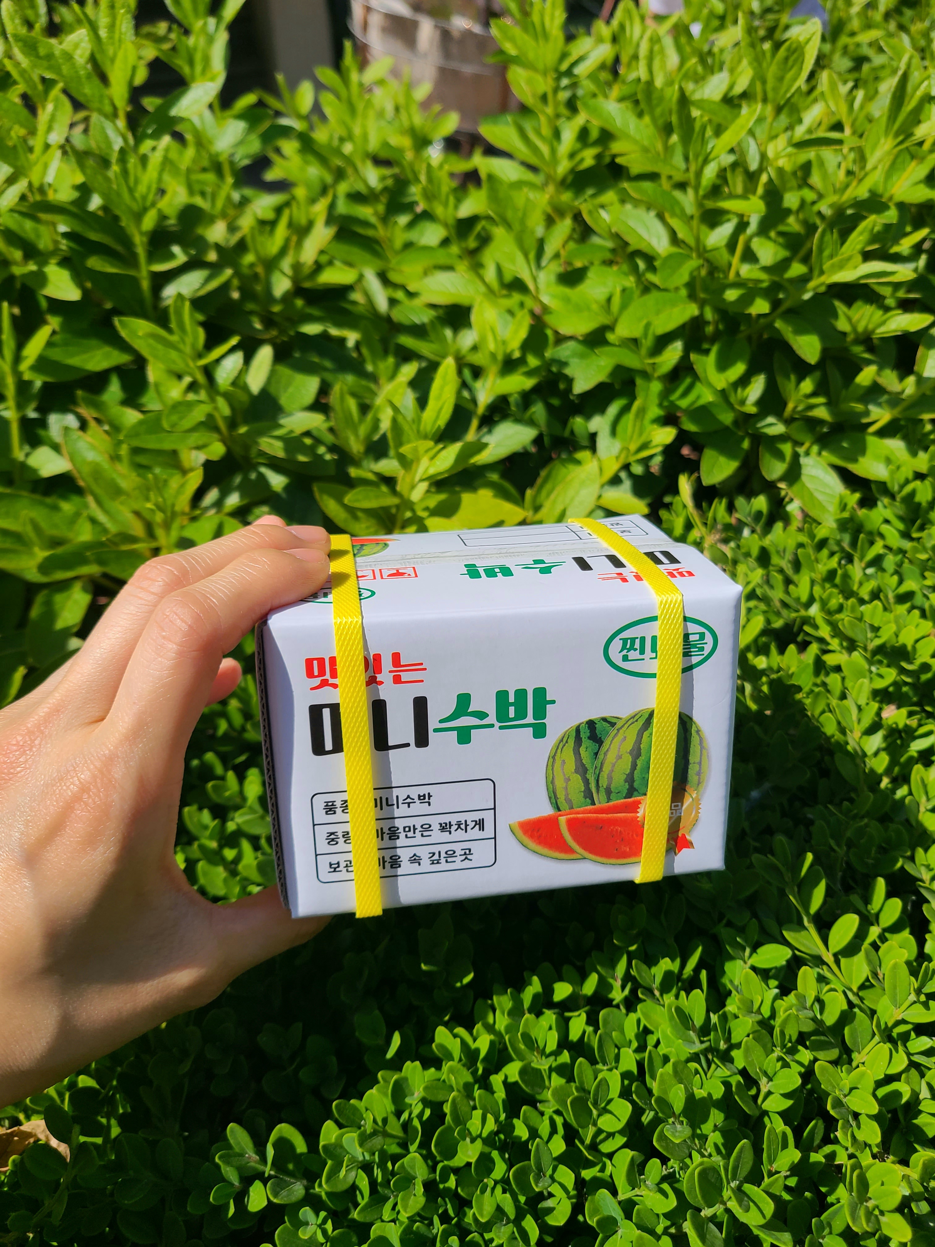 미니과일뇌물박스1탄 미니사과용돈박스 : 아뜰리에 노엘