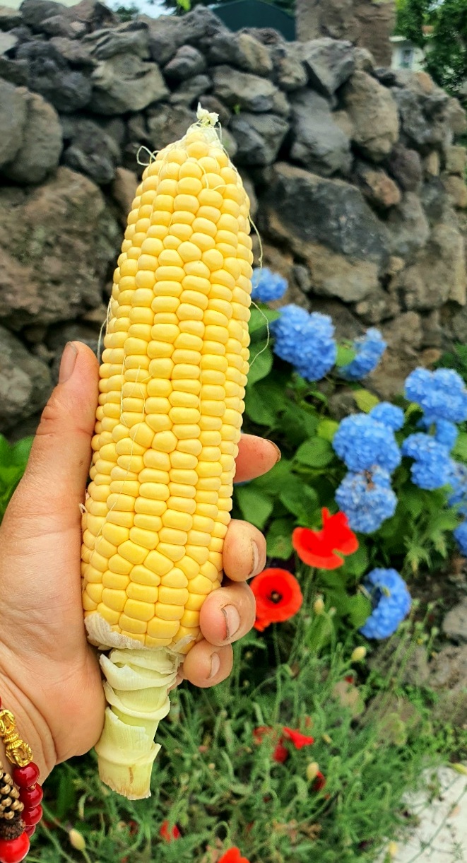[고장밭] 2025 제주도 제주 애월 산지직송 초당옥수수 특상품 (15cm이상)  10개 15개 : 제주 고장밭