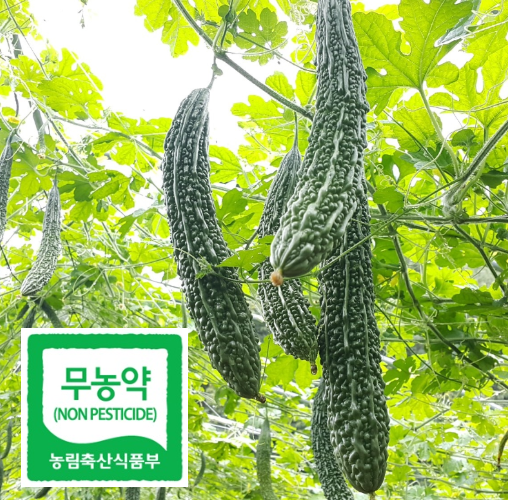 무농약생여주 생여주1kg 3kg 5kg 여주먹는방법 국내산 : 하리네농원