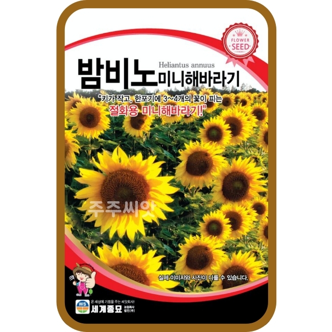 밤비노 미니 해바라기 씨앗 30립 / 꽃씨 몰 종자 왜성 작은 해바라기 꽃밭 화단꾸미기 : 주주씨앗