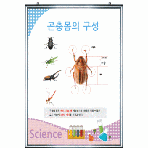 판넬 - 곤충몸의 구성 : 사이언스스타
