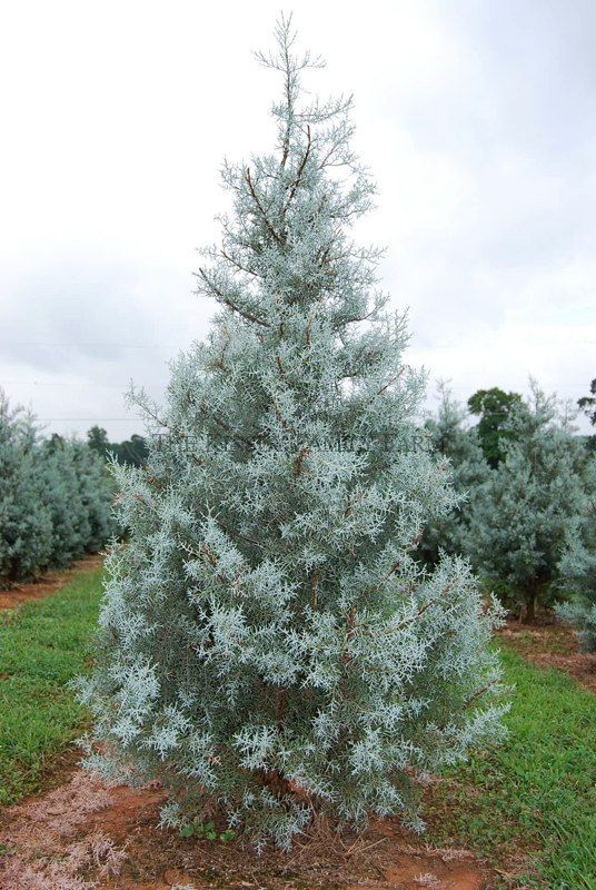 블루아이스   Cypress arizonica blue ice  18cm 사각포트    엘사트리  고급나무  사이프러스  꽃보러가자 : 꽃보러가자