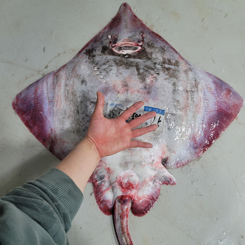 국산 목포 흑산도 삭힌 홍어 500g 1Kg : 대아랑