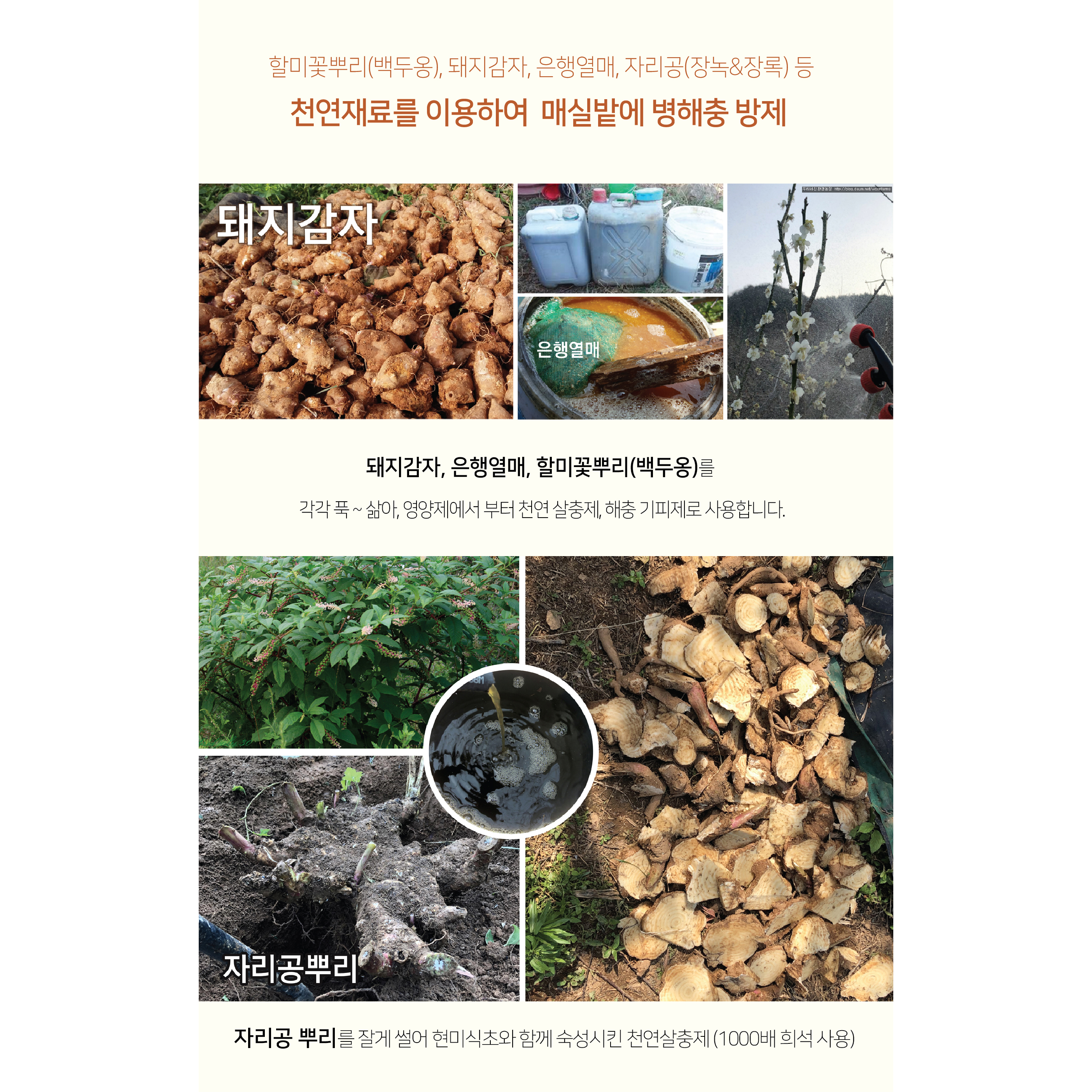 광양 유기농 개복숭아 (큼직) 5kg / 10kg 야생복숭아 약용열매 돌복숭아 기관지에 좋은 약이되는열매  6월 중순까지 발송완료 : 사계절을 담다