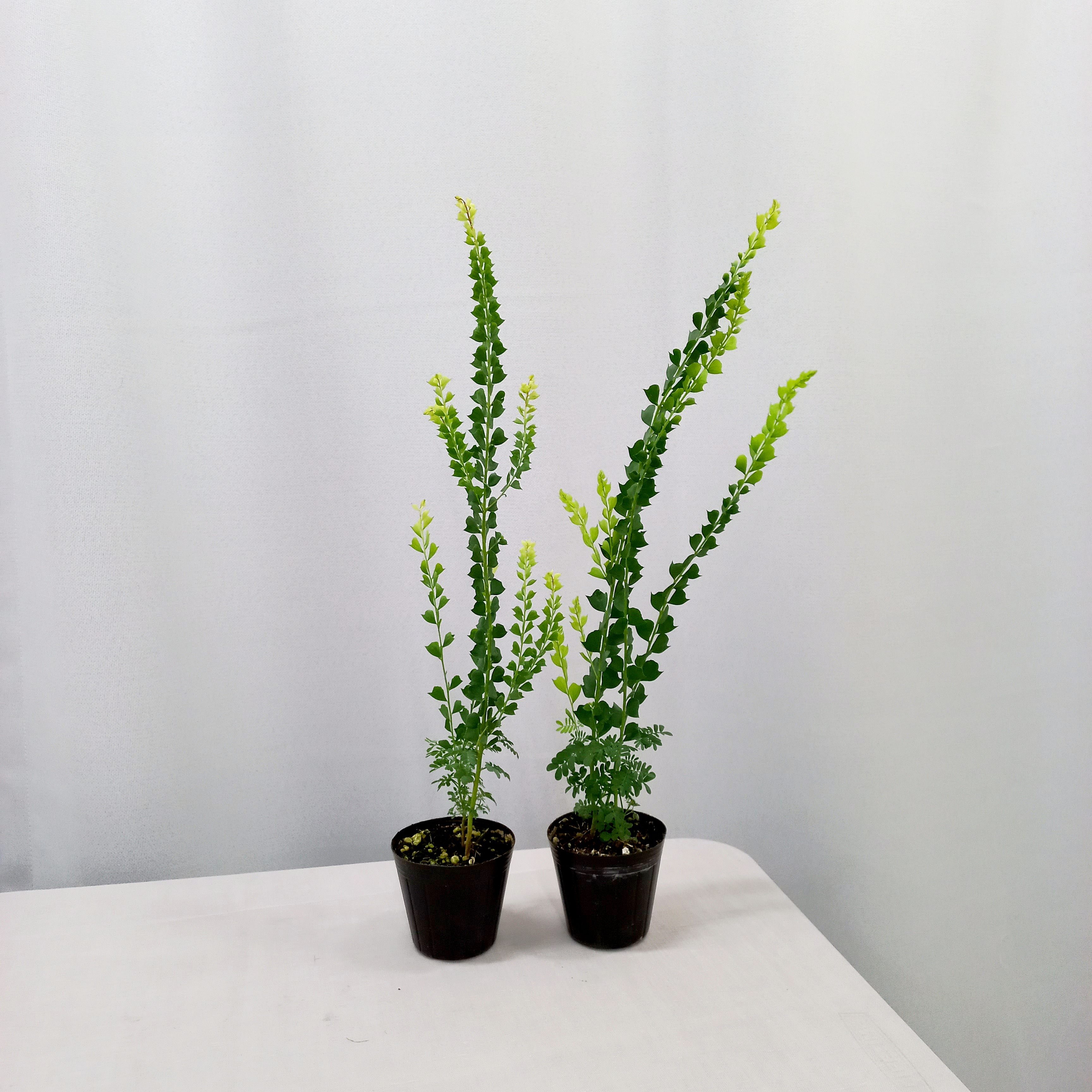 아카시아 프라비시마(포트 포함 35-45cm) 실내공기정화식물 플랜테리어 감성가득식물 : 뉴그린 몰