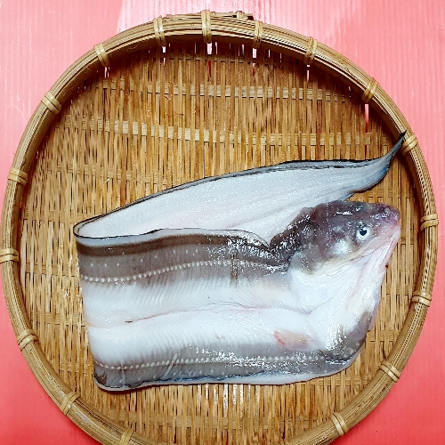 죽도시장 청하건어물 동해안 영일만 자연산돌장어 : 청하건어물백화점