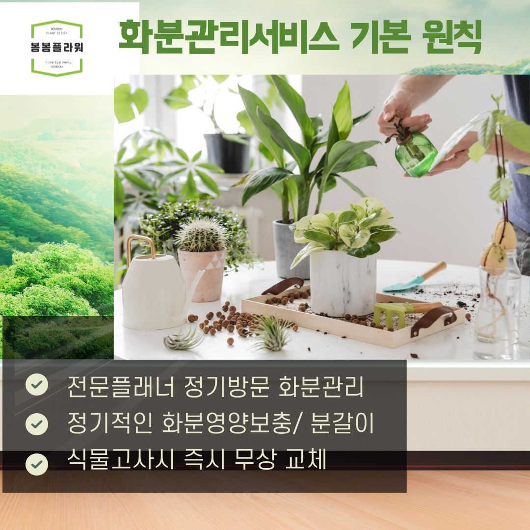 사무실 화분관리 식물관리 서비스(부산,울산) : 봄봄 플라워