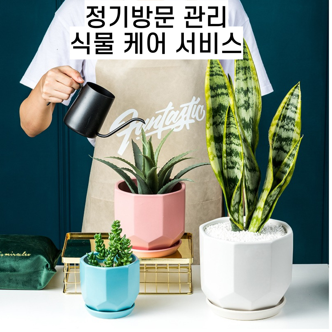 사무실 화분관리 식물관리 서비스(부산,울산) : 봄봄 플라워