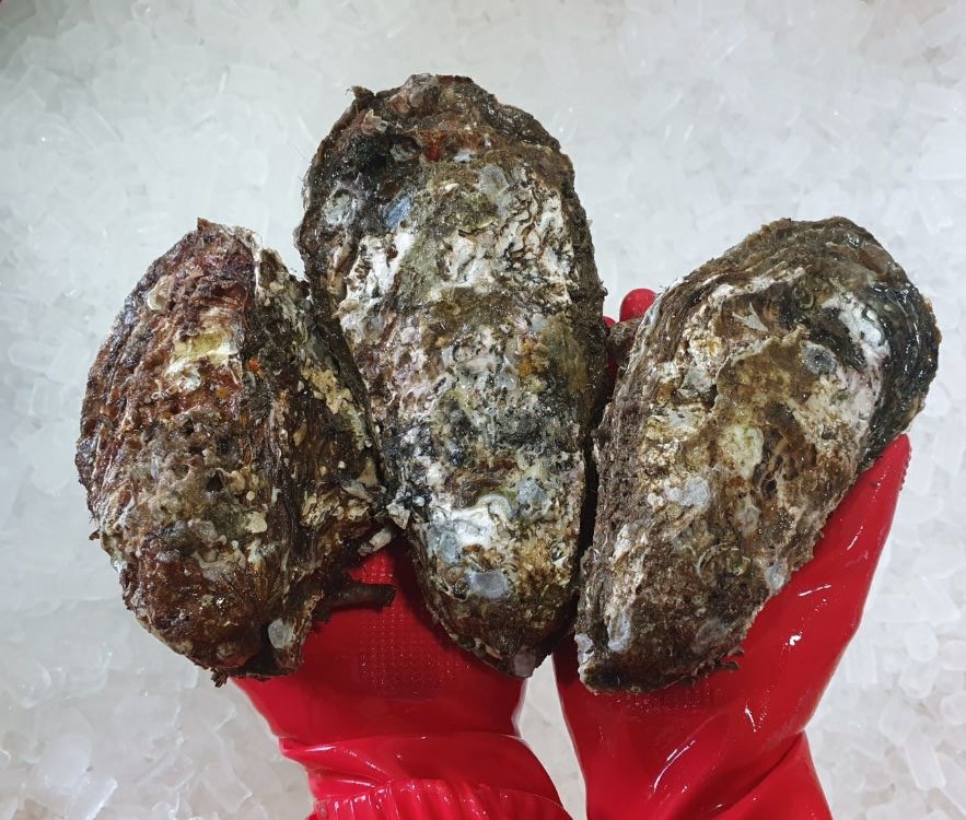 맛좋은 통영 삼배체 개체굴 바위굴 벚굴1kg (굴수협 중매인50번) : 훈이수산
