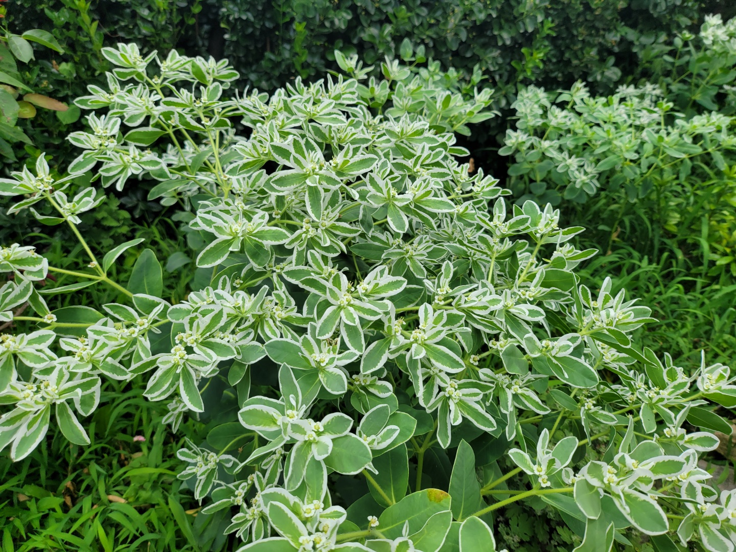 설악초씨앗 30립 / 야광초 월광초 종자 꽃씨몰 Euphorbia marginata : 주주씨앗