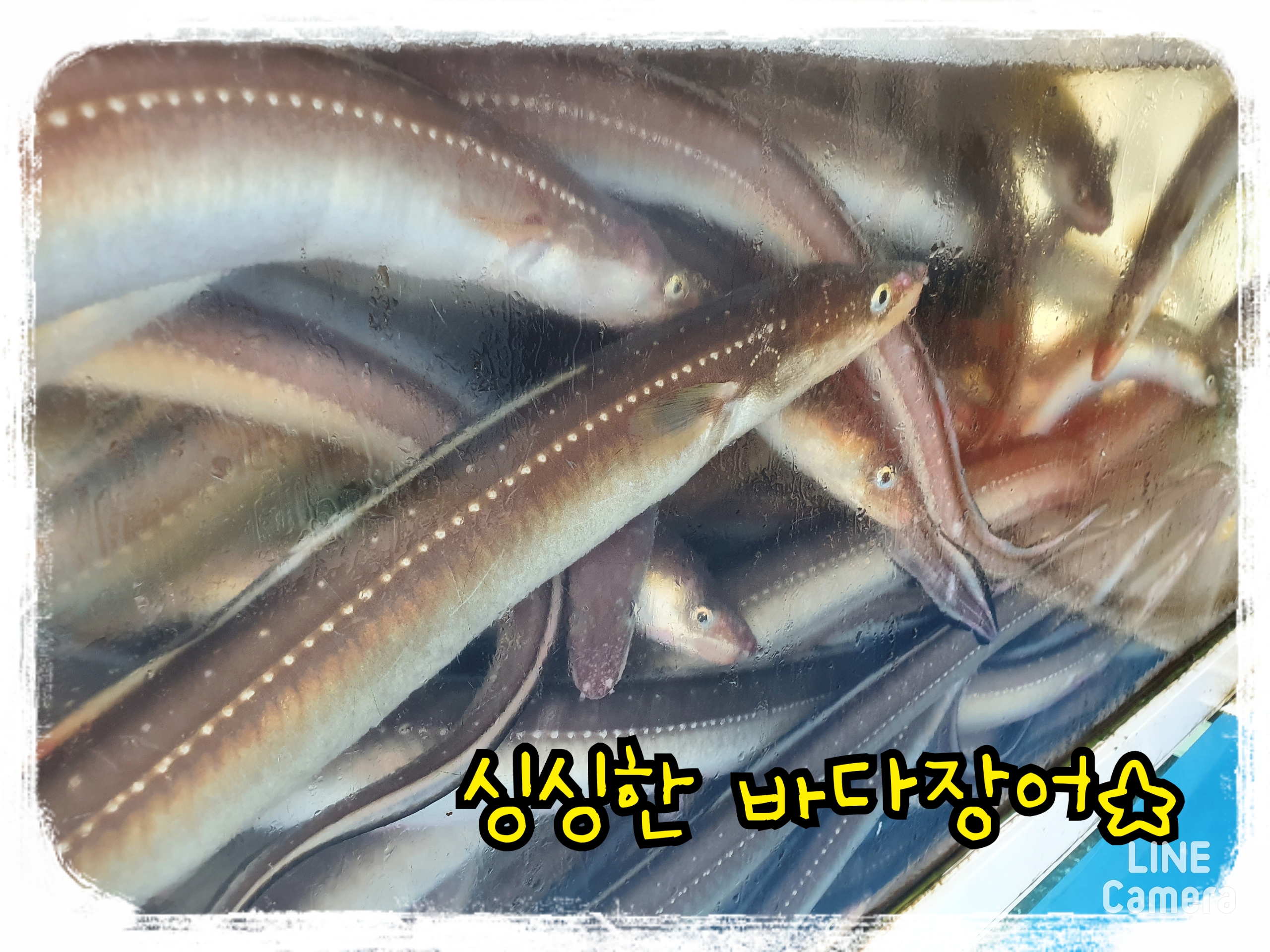 통영 바다장어, 맛있는 바다장어, 싱싱한 장어, 장어구이, 장어탕, 장어덮밥, 몸보신 바다장어, 장어 손질, 구워만드세여 : 통영 해물세상
