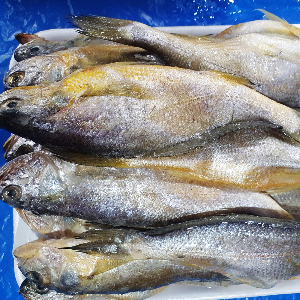 [대전 중구 배달] 품질 좋은 국산 참조기 15마리 [태평 대양수산] : 동네시장 장보기