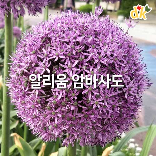 알리움 앰버석더 암버서더 모종 20cm포트 구근식물 : 들꽃닷컴