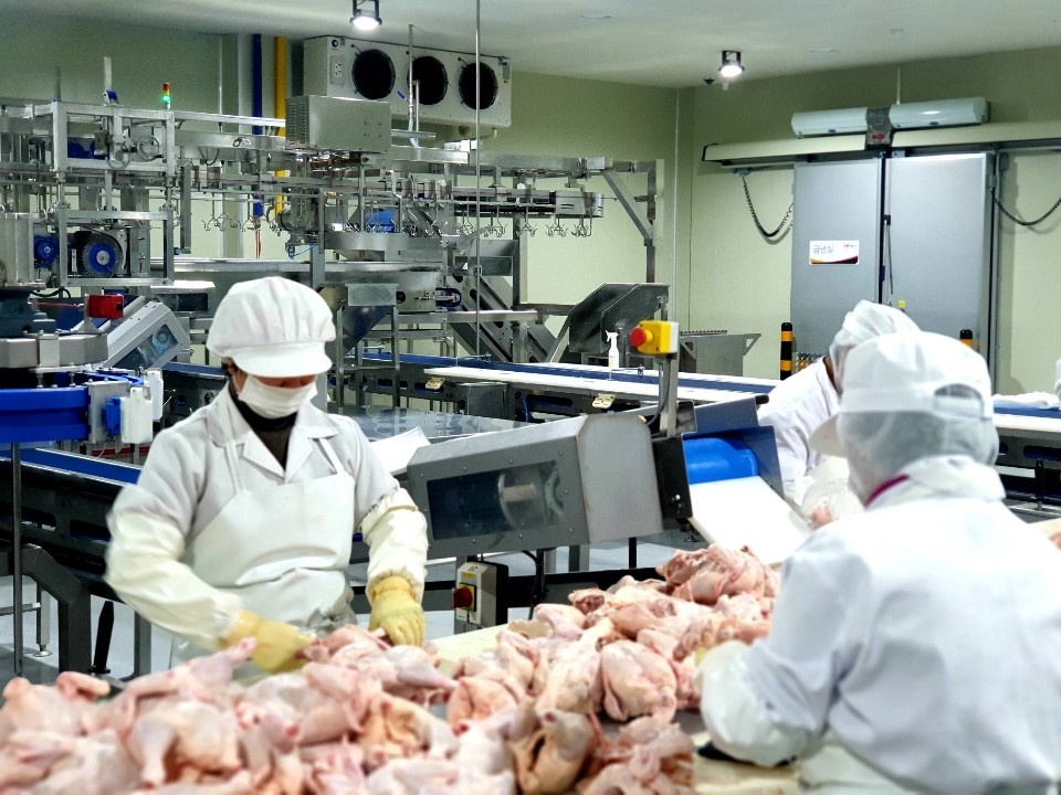 삼계닭속채운 속삼계1마리 4마리이상 백숙재료 서비스 : 달기우리