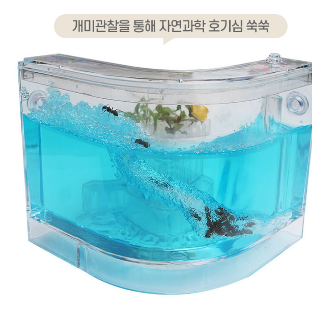 여왕 개미키우기 개미집 관찰 키트 : 프롬바잇