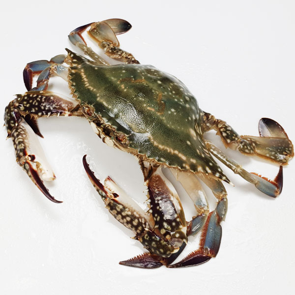 당일조업 제철 생물 봄 가을 꽃게 1kg 태안 알베기 암 숫꽃게 냉동 절단 : 장군농수산