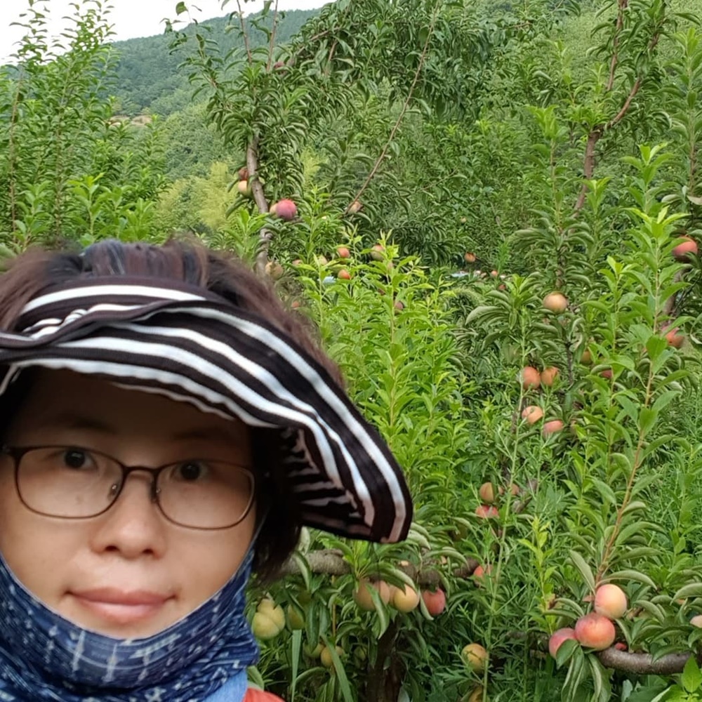 가을자두 새미골농원 추희자두 4.5kg : 새미골농원