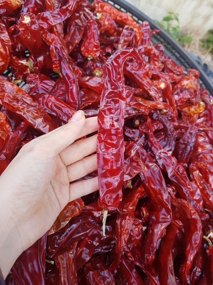 김장용 양념용  국산 태양초 고춧가루 김치 : 춘화네시골농장
