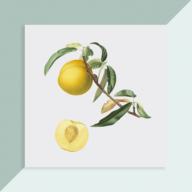 vege_fruit_016 빈티지 과일,채소그림 세미액자 시리즈 (6x6/8x8) : 디자인바운스