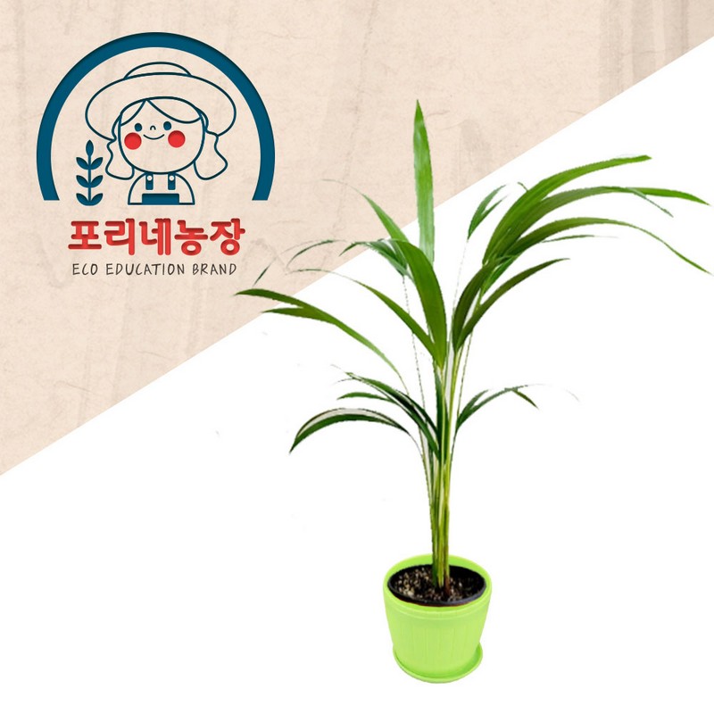 [포리네농장] 아레카야자 관엽식물 키우기 키트 (겨울불가) / 그린스마트 미래학교 : 아인몰