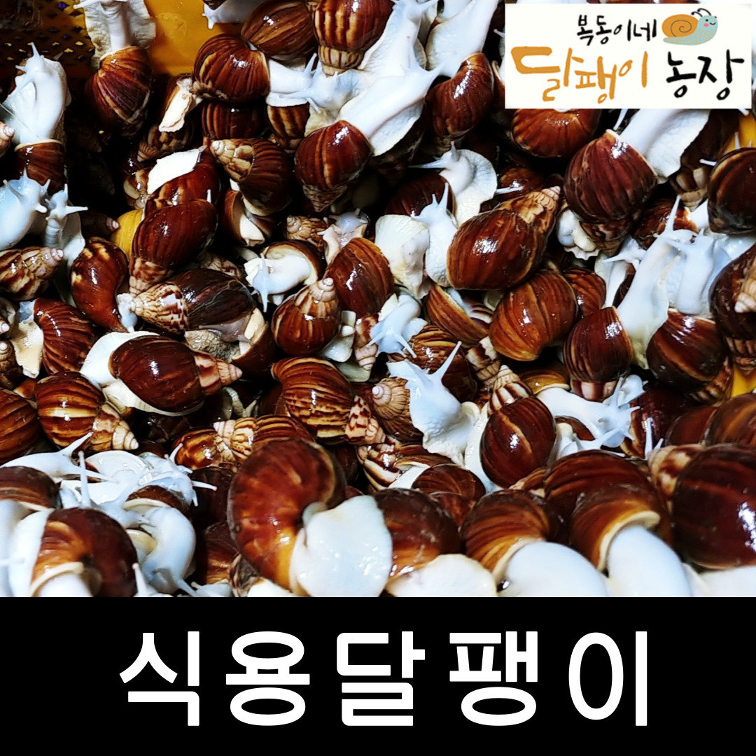 식용달팽이 (달팽이농장) 건강요리 관절 피부 뮤신 : 복동이네달팽이농장