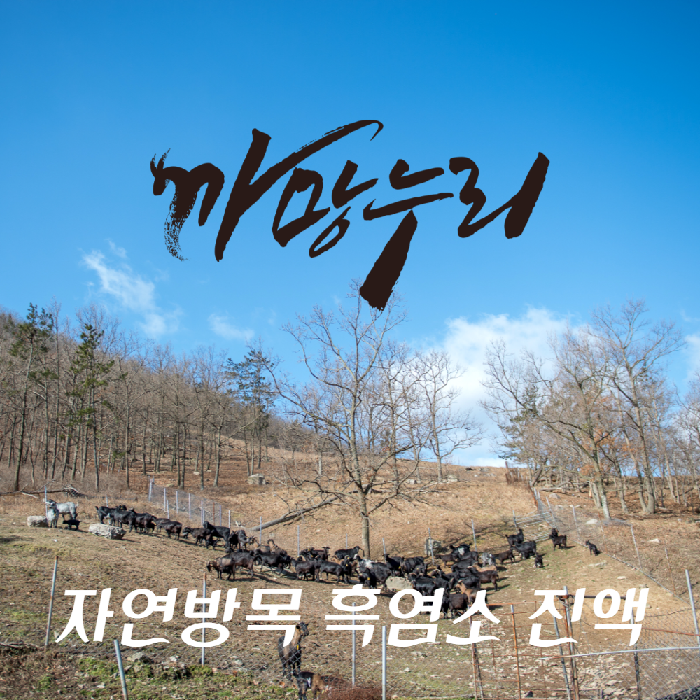 까망누리 흑염소진액 흑염소즙 엑기스 120ml 30포 : 까망누리