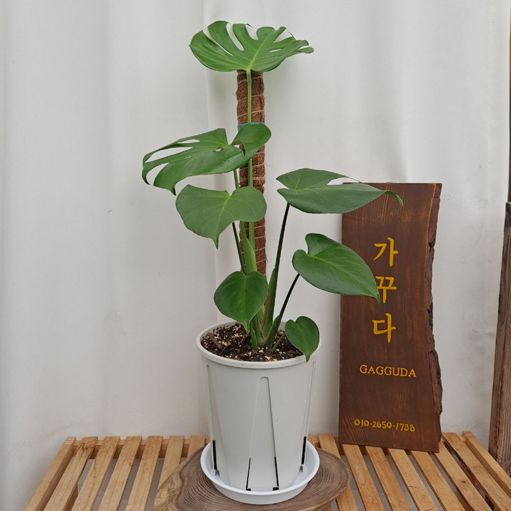 몬스테라,슬릿화분,코코넛봉,해초바구니,실내공기정화식물,식물인테리어,플랜테리어,홈데코 : 가꾸다.