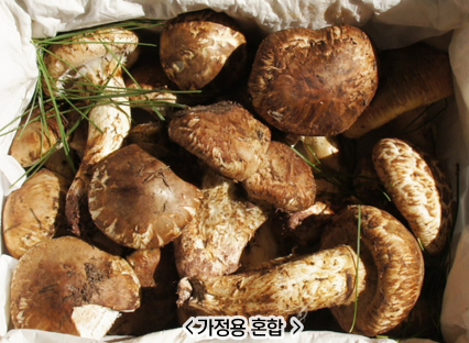 국산 자연산 송이버섯 500G 청량산 송이 선물용 등외품 : 한입두잇
