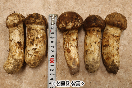 국산 자연산 송이버섯 500G 청량산 송이 선물용 등외품 : 한입두잇