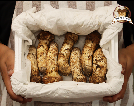 국산 자연산 송이버섯 500G 청량산 송이 선물용 등외품 : 한입두잇