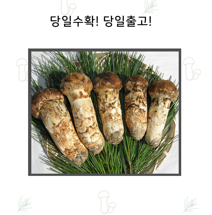 강원도 솔향 강릉 해파랑농부 명품 자연송이버섯 : 해파랑농부