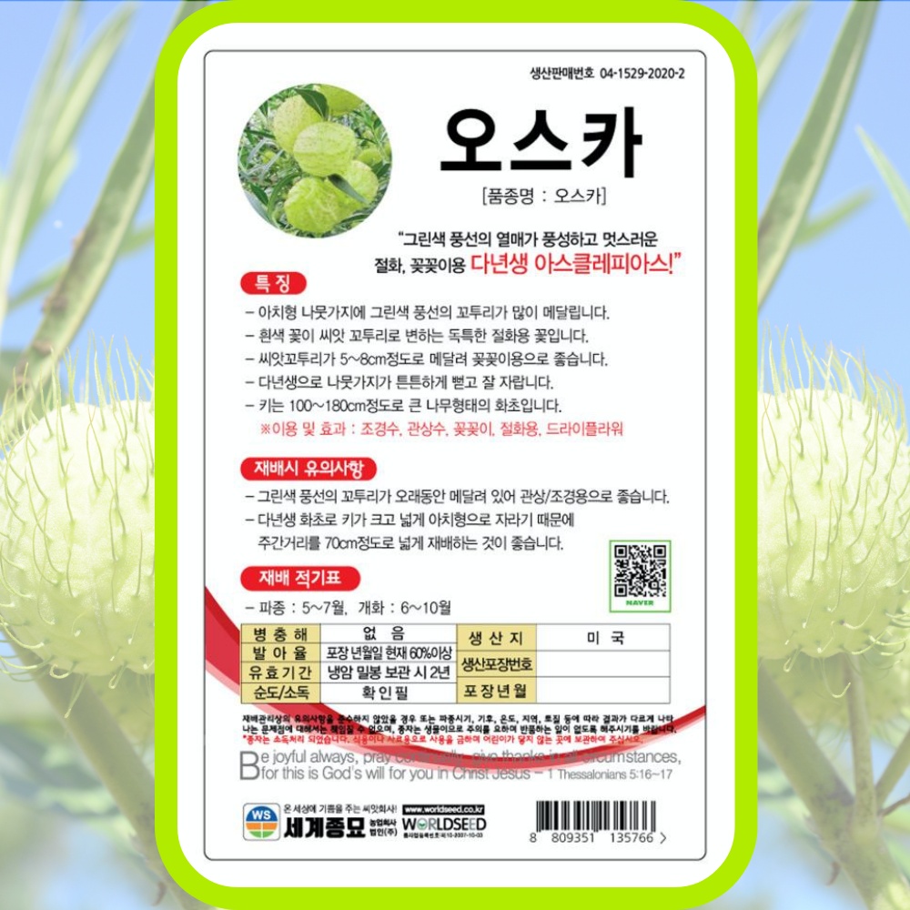 풍선덩굴 오스카 씨앗10립 풍선덩쿨 백조초 고환나무 asclepias physocarpa : 주주씨앗