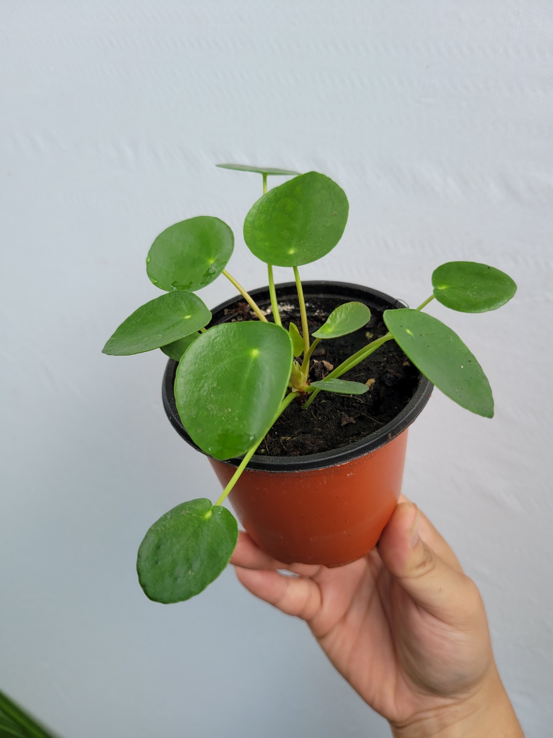 동글동글 필레아페페 소품 10~25cm 39 : 플랜츠 영