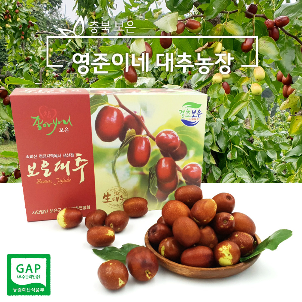 2024년 보은대추 사과대추 생대추 햇대추 왕대추 1kg 영준이네대추농장 GAP 농가 : 보은 쥬쥬베리