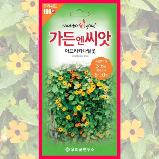 아프리카 나팔꽃 씨앗 10립 / 고급 꽃씨 몰 종자 노지월동 야생화 일년생 정원 꽃밭 : 아진종묘 꽃씨몰