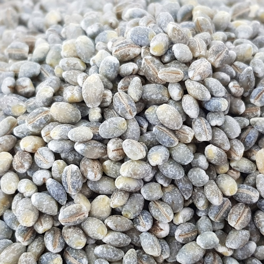 국산 강호청보리쌀 2kg 청색칼라 보리 햇곡 고흥 산지직송 : 진도장모와 서울큰사위