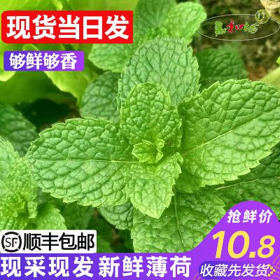 북유럽빛장식 페퍼민트 잎 싱싱한 물장식을 한 바베이킹 전용 500g 우송 페퍼민트 잎사귀 : 에이치에프글로벌