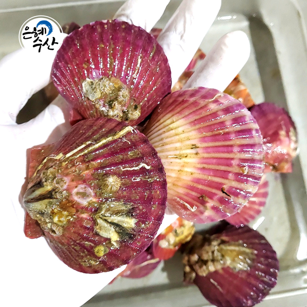 맛좋은 제철 국산 고성홍가리비1kg / 고성특산물, 캠핑조개구이 : 은혜수산몰